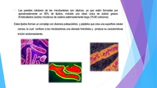 • Las paredes celulares de las micobacterias son atípicas, ya que están formadas por
aproximadamente un 60% de lípidos, incluida una clase única de ácidos grasos
B.hidroxilados (ácidos micolicos) de cadena extremadamente larga (75-90 carbonos).
Estos lípidos forman un complejo con diversos polisacáridos ypéptidos que crea una superficie celular
cerosa, la cual confiere a las micobacterias una elevada hidrofobia y produce su características
tinciónacidorresistente.
 
