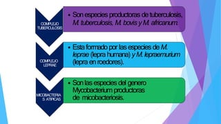 COMPLEJO
TUBERCULOSIS
• Sonespecies productoras detuberculosis,
M. tuberculosis, M. bovisyM. africanum.
COMPLEJO
LEPRAE
• Estaformadopor lasespecies deM.
leprae (lepra humana)yM.lepraemurium
(lepra enroedores).
MICOBACTERIA
S ATIPICAS
• Sonlasespecies del genero
Mycobacteriumproductoras
de micobacteriosis.
 