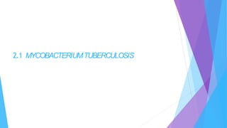 2.1 MYCOBACTERIUMTUBERCULOSIS
 