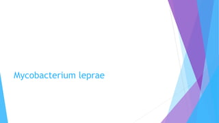 Mycobacterium leprae
 