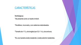 CARACTERÍSTICAS
Morfológicas:
*Se presentacomo un bacilo inmóvil.
*Rectilíneo, incurvado y con extremos redondeados.
*Tamaño de 1-7 µ de longitud por 0.2- 1.4 µ de anchura.
*Es una bacteria ácido-resistente o ácido-alcohol resistentes.
 