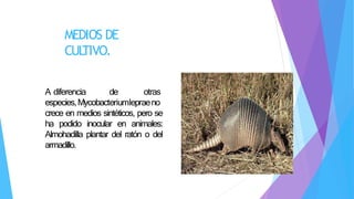 MEDIOS DE
CUL
TIVO.
A diferencia de otras
especies,Mycobacteriumlepraeno
crece en medios sintéticos, pero se
ha podido inocular en animales:
Almohadilla plantar del ratón o del
armadillo.
 