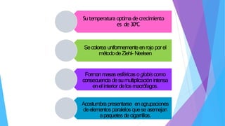 Sutemperatura optima de crecimiento
es de 30ºC
Secolorea uniformementeenrojo porel
métododeZiehl- Neelsen
Formanmasasesféricasoglobiscomo
consecuencia desumultiplicación intensa
enel interior delosmacrófagos.
Acostumbrapresentarse enagrupaciones
deelementosparalelos queseasemejan
apaquetesdecigarrillos.
 