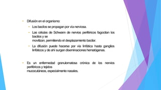 • Difusión en el organismo:
• Los bacilos se propaganpor vía nerviosa.
• Las células de Schwann de nervios periféricos fagocitan los
bacilos y se
movilizan, permitiendo el desplazamiento bacilar.
• La difusión puede hacerse por vía linfática hasta ganglios
linfáticos y de ahí surgendiseminaciones hematógenas.
• Es un enfermedad granulomatosa crónica de los nervios
periféricos y tejidos
mucocutáneos, especialmentenasales.
 