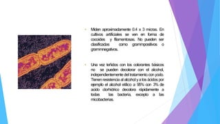 • Miden aproximadamente 0.4 x 3 micras. En
cultivos artificiales se ven en forma de
cocoides y filamentosas. No pueden ser
clasificadas como grammpositivos o
grammnegativos.
• Una vez teñidos con los colorantes básicos
no se pueden decolorar con el alcohol,
independientemente del tratamiento con yodo.
Tienenresistencia al alcohol yalos ácidos por
ejemplo el alcohol etílico a 95% con 3% de
acido clorhídrico decolora rápidamente a
todas las bacteria, excepto a las
micobacterias.
 