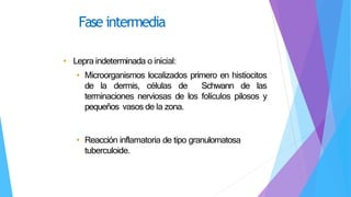 • Lepra indeterminada o inicial:
• Microorganismos localizados primero en histiocitos
de la dermis, células de Schwann de las
terminaciones nerviosas de los folículos pilosos y
pequeños vasos de la zona.
• Reacción inflamatoria de tipo granulomatosa
tuberculoide.
Fase intermedia
 