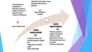 Lepra
tuberculoide
Lepra
lepromatosa
Lesiones enformade
maculasgrandes entejidos
fríos
Respuesta inmunitaria
celular
Bajainefectividad
Maculas, pápulas o
nódulos eritematosos
extensos; amplia
destruccióndelapiel
Disminucióngravedela
inmunidad
Elevadainefectividad
Lepraindeterminada
Lepraborderline o
inestable
•Microorganismos
localizados en
histiocitosdedermis,
células deSchwann y
pequeños vasos.
•Reaccióninflamatoria.
•Borderlinetuberculoide: buena
•Borderlinelepromatosa:
deficiente
 