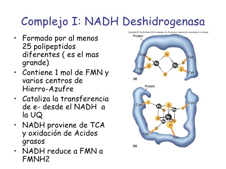 transporte fosforilacionoxidativa transporte fosforilacionoxidativa