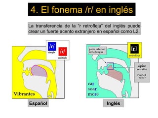 4. El fonema /r/ en inglés
Español Inglés
La transferencia de la “r retrofleja” del inglés puede
crear un fuerte acento extranjero en español como L2.
 