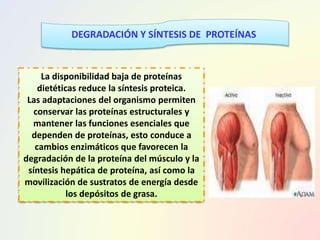 DEGRADACIÓN Y SÍNTESIS DE PROTEÍNAS
La disponibilidad baja de proteínas
dietéticas reduce la síntesis proteica.
Las adaptaciones del organismo permiten
conservar las proteínas estructurales y
mantener las funciones esenciales que
dependen de proteínas, esto conduce a
cambios enzimáticos que favorecen la
degradación de la proteína del músculo y la
síntesis hepática de proteína, así como la
movilización de sustratos de energía desde
los depósitos de grasa.
 