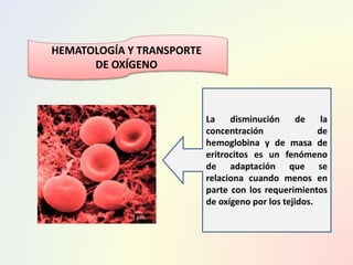 HEMATOLOGÍA Y TRANSPORTE
DE OXÍGENO
La disminución de la
concentración de
hemoglobina y de masa de
eritrocitos es un fenómeno
de adaptación que se
relaciona cuando menos en
parte con los requerimientos
de oxígeno por los tejidos.
 