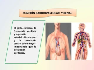 El gasto cardiaco, la
frecuencia cardiaca
y la presión
arterial disminuyen
y la circulación
central cobra mayor
importancia que la
circulación
periférica.
FUNCIÓN CARDIOVASCULAR Y RENAL
 