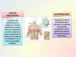 SISTEMA
INMUNITARIO
.
ELECTROLITOS
El número de
linfocitos que se
originan en el timo
disminuye en forma
intensa y la glándula
se atrofia. Además se
observa depleción de
células de las regiones
de linfocitos T en el
bazo y los ganglios
linfáticos.
El potasio corporal
total disminuye a
causa de la reducción
de proteínas
musculares y de la
pérdida del potasio
del compartimiento
intracelular.
 