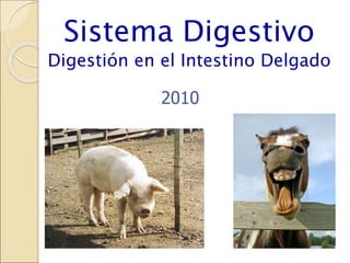 2010
Sistema Digestivo
Digestión en el Intestino Delgado
 