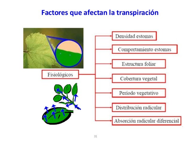 Factores Ambientales Que Afectan La Transpiracion De Las Plantas