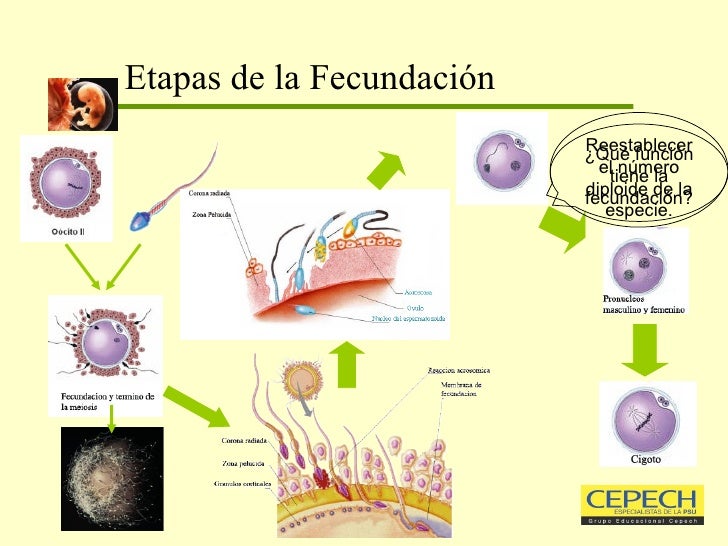 Clase 10; fecundación, desarrollo embrionario y fetal