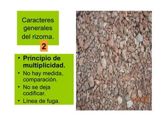 Caracteres
    generales
    del rizoma.
          2
●
    Principio de
    multiplicidad.
●
    No hay medida,
    comparación.
●
    No se deja
    codificar.
●
    Línea de fuga.
 