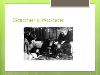 Gardner y Washoe
 