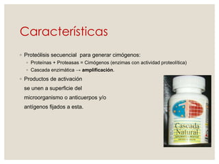 Características
◦ Proteólisis secuencial para generar cimógenos:
◦ Proteínas + Proteasas = Cimógenos (enzimas con actividad proteolítica)
◦ Cascada enzimática → amplificación.
◦ Productos de activación
se unen a superficie del
microorganismo o anticuerpos y/o
antígenos fijados a esta.
 