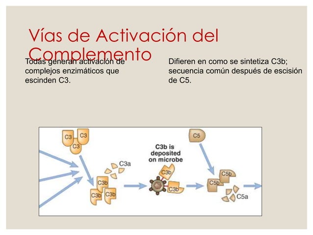 Clase 10 sistema de complemento | PPTX