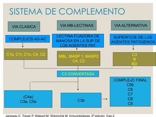 SISTEMA DE COMPLEMENTO
VIA CLASICA VIA MB-LECTINAS VIA ALTERNATIVA
(C4a)
C3a, C5a C3b
COMPLEJO FINAL
C5b
C6
C7
C8
C9
COMPLEJOS AG-AC
LECTINA FIJADORA DE
MANOSA EN LA SUP DE
LOS AGENTES PAT.
SUPERFICIE DE LOS
AGENTES PATOGENOS
C1q, C1r, C1s, C4, C2
MBL, MASP 1, MASP2
C4, C2
C3
B
BD
C3 CONVERTASA
Janeway C, Traver P, Walport M, Shlomchik M. Inmunobiologia. 2ª edición. Cap.2
 