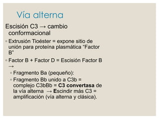 Vía alterna
Escisión C3 → cambio
conformacional
◦ Extrusión Tioéster = expone sitio de
unión para proteína plasmática “Factor
B”
◦ Factor B + Factor D = Escisión Factor B
→
◦ Fragmento Ba (pequeño):
◦ Fragmento Bb unido a C3b =
complejo C3bBb = C3 convertasa de
la vía alterna → Escindir más C3 =
amplificación (vía alterna y clásica).
 