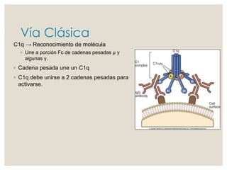 Vía Clásica
C1q → Reconocimiento de molécula
◦ Une a porción Fc de cadenas pesadas μ y
algunas γ.
◦ Cadena pesada une un C1q
◦ C1q debe unirse a 2 cadenas pesadas para
activarse.
 