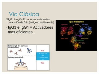 Vía Clásica
IgG: 1 región Fc → se necesita varias
para unión de C1q (antigeno multivalente).
◦ IgG3 e IgG1 = Activadores
mas eficientes.
Activación
del
complement
o
 