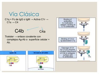 Vía Clásica
C1q + Fc de IgG o IgM → Activa C1r →
C1s → C4
C4b C4a
Tioéster → enlace covalente con
complejos Ag-Ab o superficie celular +
Ab.
 