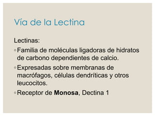 Vía de la Lectina
Lectinas:
◦Familia de moléculas ligadoras de hidratos
de carbono dependientes de calcio.
◦Expresadas sobre membranas de
macrófagos, células dendríticas y otros
leucocitos.
◦Receptor de Monosa, Dectina 1
 