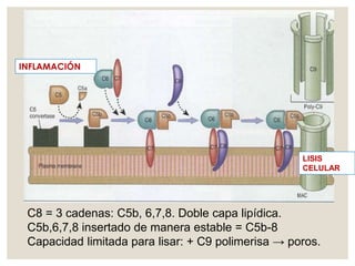 C8 = 3 cadenas: C5b, 6,7,8. Doble capa lipídica.
C5b,6,7,8 insertado de manera estable = C5b-8
Capacidad limitada para lisar: + C9 polimerisa → poros.
INFLAMACIÓN
LISIS
CELULAR
 