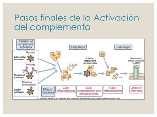 Clase 10 sistema de complemento | PPTX