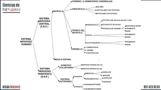 Comprehensive Overview of the Human Nervous System: Structure, Function ...