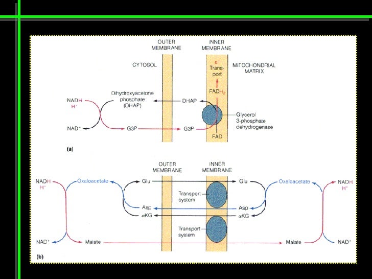 Clase 10 Y 11 Ciclo De Krebs Transporte Electronico Y Fosforilacion…