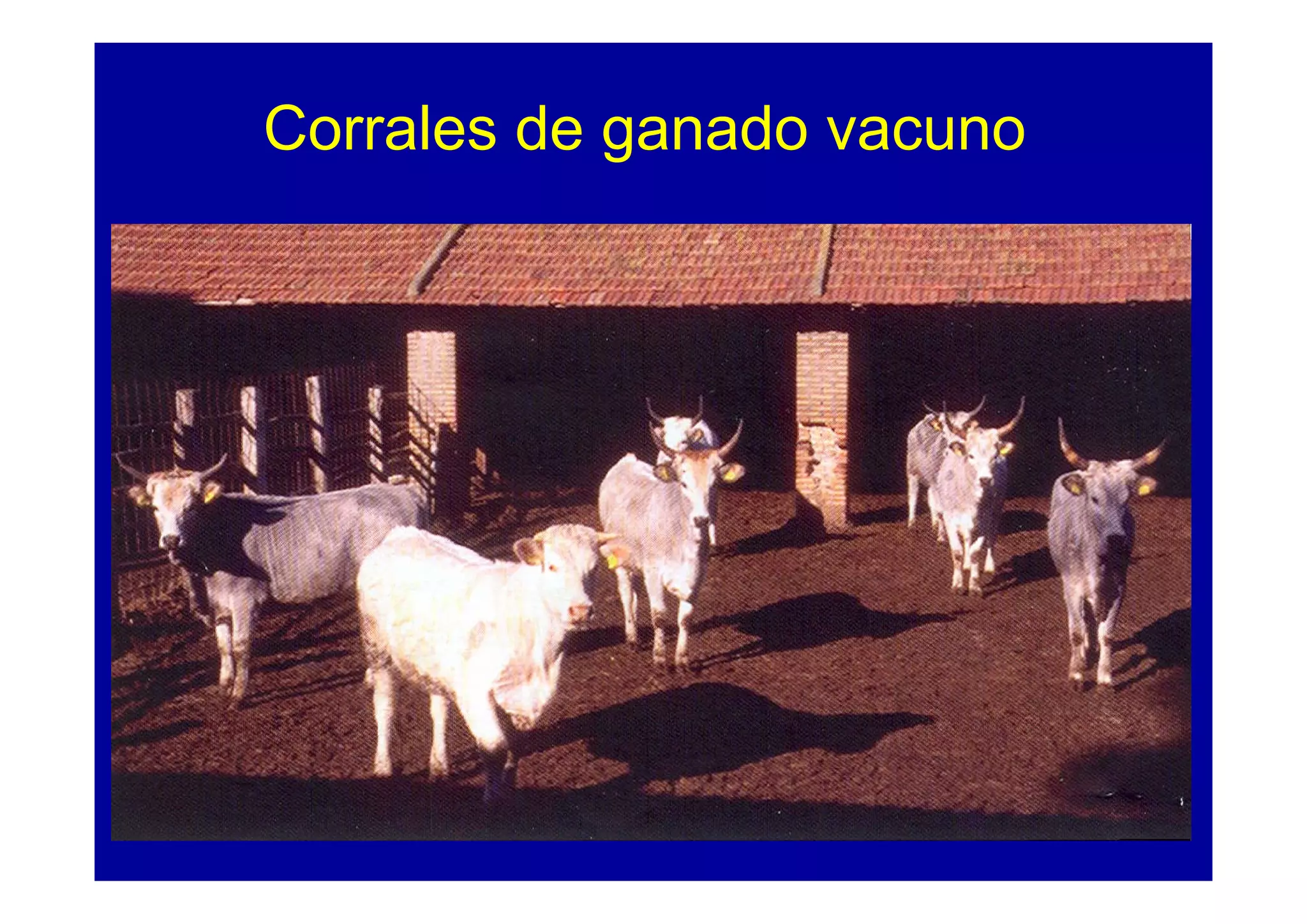 Corrales de ganado vacuno
 