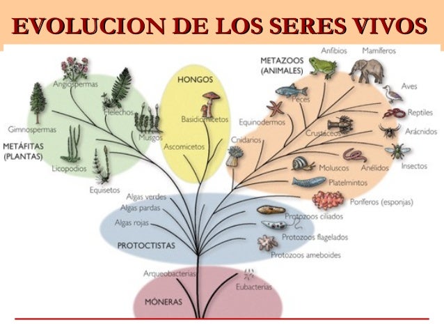 diversidad biologica