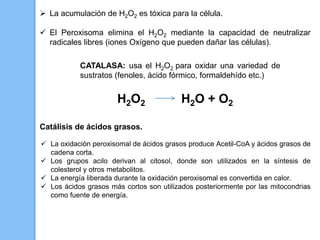  La acumulación de H2O2 es tóxica para la célula.
 El Peroxisoma elimina el H2O2 mediante la capacidad de neutralizar
radicales libres (iones Oxígeno que pueden dañar las células).
CATALASA: usa el H2O2 para oxidar una variedad de
sustratos (fenoles, ácido fórmico, formaldehído etc.)
H2O2 H2O + O2
Catálisis de ácidos grasos.
 La oxidación peroxisomal de ácidos grasos produce Acetil-CoA y ácidos grasos de
cadena corta.
 Los grupos acilo derivan al citosol, donde son utilizados en la síntesis de
colesterol y otros metabolitos.
 La energía liberada durante la oxidación peroxisomal es convertida en calor.
 Los ácidos grasos más cortos son utilizados posteriormente por las mitocondrias
como fuente de energía.
 