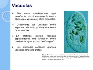Vacuolas
 Son sacos membranosos cuyo
tamaño es considerablemente mayor
al de otras vesículas y otros organelos.
 Usualmente son utilizadas como
lugar de depósito y almacenamiento
de sustancias.
 En protistas existen vacuolas
especializadas que funcionan como
bombas de agua y como “estómagos”.
 Los adipocitos contienen grandes
vacuolas llenas de grasas.
 