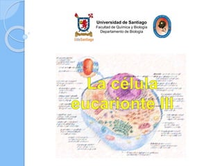 Universidad de Santiago
Facultad de Química y Biología
Departamento de Biología
 