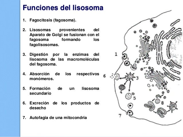 Célula eucarionte II