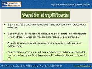 • El paso final es la oxidación del ciclo de Krebs, produciendo un oxaloacetato
y dos CO2.
• El acetil-CoA reacciona con una molécula de oxaloacetato (4 carbonos) para
formar citrato (6 carbonos), mediante una reacción de condensación.
• A través de una serie de reacciones, el citrato se convierte de nuevo en
oxaloacetato.
• Durante estas reacciones, se substraen 2 átomos de carbono del citrato (6C)
para dar oxalacetato (4C); dichos átomos de carbono se liberan en forma de
CO2
 