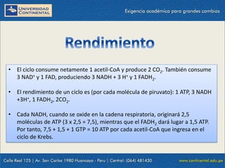 • El ciclo consume netamente 1 acetil-CoA y produce 2 CO2. También consume
3 NAD+ y 1 FAD, produciendo 3 NADH + 3 H+ y 1 FADH2.
• El rendimiento de un ciclo es (por cada molécula de piruvato): 1 ATP, 3 NADH
+3H+, 1 FADH2, 2CO2.
• Cada NADH, cuando se oxide en la cadena respiratoria, originará 2,5
moléculas de ATP (3 x 2,5 = 7,5), mientras que el FADH2 dará lugar a 1,5 ATP.
Por tanto, 7,5 + 1,5 + 1 GTP = 10 ATP por cada acetil-CoA que ingresa en el
ciclo de Krebs.
 