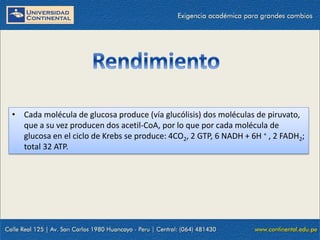 • Cada molécula de glucosa produce (vía glucólisis) dos moléculas de piruvato,
que a su vez producen dos acetil-CoA, por lo que por cada molécula de
glucosa en el ciclo de Krebs se produce: 4CO2, 2 GTP, 6 NADH + 6H + , 2 FADH2;
total 32 ATP.
 