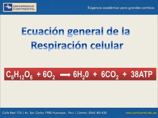C6H12O6 + 6O2 6H20 + 6CO2 + 38ATP
 