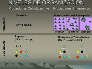 Introducción a la ecología - clase1.ppsx