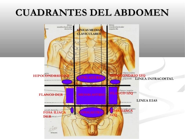 (Clase 11) abdomen