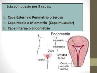 • Esta compuesto por 3 capas:
1. Capa Externa o Perimetrio o Serosa
2. Capa Media o Miometrio (Capa muscular)
3. Capa Interna o Endometrio
 