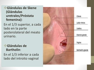 Glándulas de Skene
(Glándulas
uretrales/Próstata
femenina):
En el 1/3 superior, a cada
lado en la parte
posterolateral del meato
urinario.
Glándulas de
Bartholin:
En el 1/3 inferior a cada
lado del introito vaginal
 