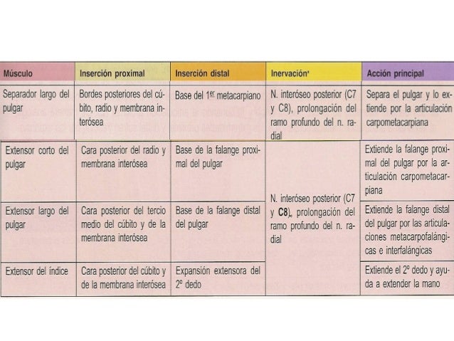 Extensores de la mano pdf creator