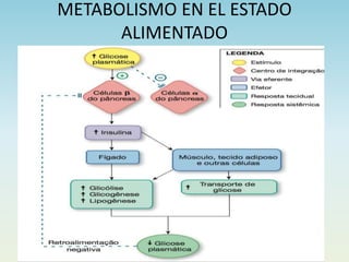 METABOLISMO EN EL ESTADO
ALIMENTADO
 